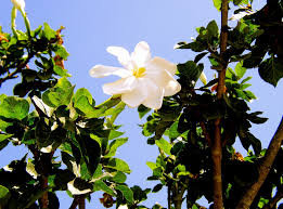 Image result for Gardenia