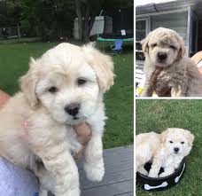 Goldendoodle puppies for sale and dogs for adoption in minnesota, mn. Goldendoodle Puppies For Sale Bloomington Mn 236294