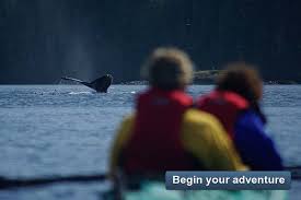 Alibaba.com offers 821 kingfisher kayak products. Kayak Tour Dates And Prices Kingfisher Wilderness Adventures