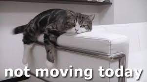 Not Moving Today Cats Cat Gif Lazy Cat
