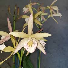 Image result for Bulbophyllum schinzianum