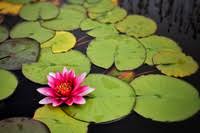 Water Lily Meaning In The Cambridge English Dictionary