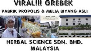 Majlis ini diadakan di perkarangan tapak zy herbal science sdn bhd, puncak alam. Grebek Pabrik Melia Propolis Asli Melia Biyang Asli Di Malaysia Youtube