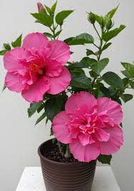 Image result for Cephalocroton mollis