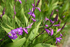 Wir stellen ihnen die arten vor. Einheimische Winterharte Orchideen Plantura