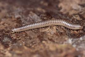 Image result for Cylindropsis