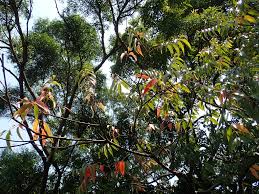 Image result for Tetradium glabrifolium