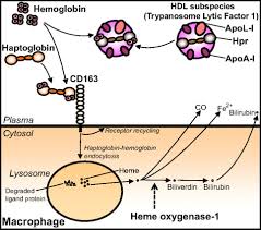 Image result for Haptoglobin