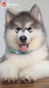 Silvia Ibrahim (ibrahim0219)