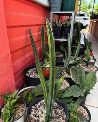 Image result for Sansevieria sinus-simiorum