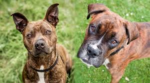 The staffordshire bull terrier hails from the bulldog and the british terrier. Boxer Vs American Pit Bull Terrier What S The Difference