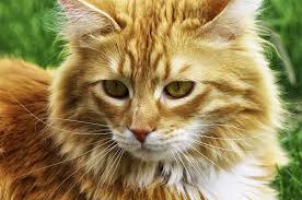 White with brown fluffy cat. Long Haired Cat Breeds Different Breeds Care And Grooming