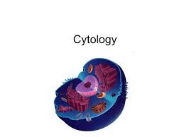Check spelling or type a new query. The Generalized Animal Cell