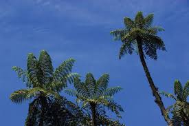 Image result for Cyathea manniana