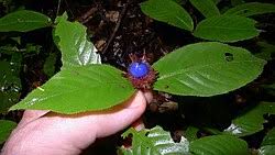 Image result for Psychotria lebrunii