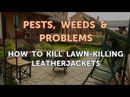 How To Kill Lawn Killing Leatherjackets Youtube