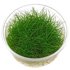 Image result for Eleocharis decoriglumis
