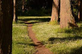 We did not find results for: Hd Wallpaper Path Pine Trees White Flowers Grass Oregon Plant Tree Trunk Wallpaper Flare