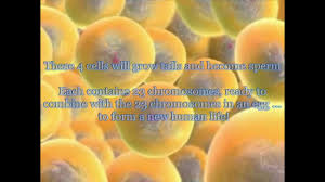 Bioflix Activity Mitosis Events Of Mitosis Answers Meiosis Sex Cell Production Lessons Tes Teach