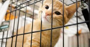 Cheap ragdolls for sale near me. Orange Tabby Kittens For Adoption Near Me Off 57 Www Usushimd Com