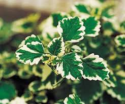 Image result for Plectranthus elegans