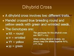 A dihybrid cross involves the crossing of just one trait. Genetics Mendelian Genetics N N Genetics The Branch