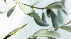 Olive oil plays a key role in the mediterranean diet. Olive Leaf Extract Health Benefits Uses Life Extension