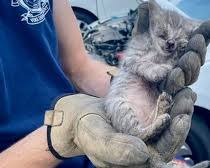Image of firefighter rescuing a kitten from a car engine