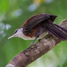 Image result for Blotiella crenata