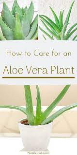 Aloe Vera Plant Is One Of The Most Beneficial Plants You Can Grow This Succulent Contains Soothing Gel In It Aloe Vera Plant Indoor Aloe Vera Plant Aloe Plant