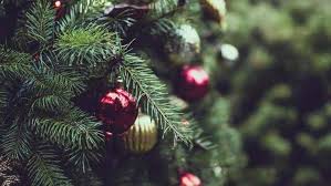 Christmas is around the corner. Is It Normal For Christmas Trees To Lose Needles Gardening Channel