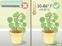 Braided money trees are usually given as a gift; 3 Ways To Take Care Of A Chinese Money Plant Wikihow