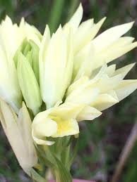 Image result for Eulophia ensata