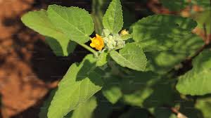 Image result for Sida veronicifolia