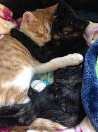 Black And Orange Tabby Kitten These Are My 2 1 2 Month Old Kittens Black Cat Zoey Orange Cat Zeke Orange Kittens Kittens Orange Cat