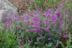 Image result for Hedysarum