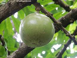 Find a store near you. Crescentia Cujete Calabash Tree Krabasi Kalebas Huingo Toptropicals Com