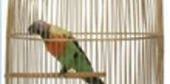 Bird Cage Seed Catcher Australia How To Make A Bird Cage Seed Catcher Bird Cage Parrot Cage Parrot
