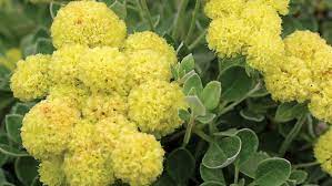 The oval to elliptical dark green leaves of this shrub also are fragrant. Low Water Flowering Shrubs Sunset Magazine