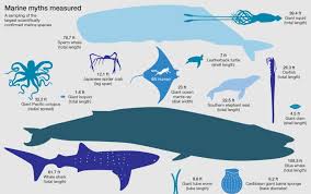 How Big Are The Biggest Squid, Whales, Sharks, Jellyfish?