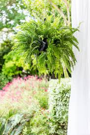 Wine Bottle Plant Waterer To Keep Plants Hydrated Maison De Pax I found this on homestead survival.