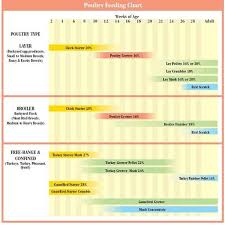 poulrty feeding chart chickens poultry raising chickens