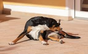 Por que cachorro lambe as partes íntimas? Veja o significado des