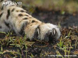 Cheetah Foot Cheetah Photos Cheetah Best Water Bottle