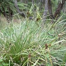 Image result for Cyperus costatus