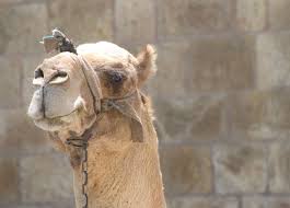 Bactrian camels have two humps. Camel Color Sorting Fandom