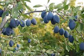 Maybe you would like to learn more about one of these? Plum Stanley Fruits Edible Landscaping Prune Plum Trees To Plant