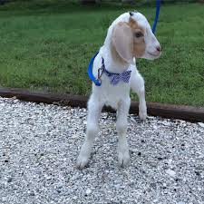I M A Dapper Little Goat Blue Stripped Bow Tie I Love To Run Outside Goatsofinstagram Goat Goatmom Musically Baby Farm Animals Cute Animals Goats