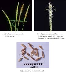 Image result for Cliffortia linearifolia