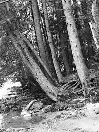 Black And White Nature Artwork Nature In Black And White Black And White Nature Artwork